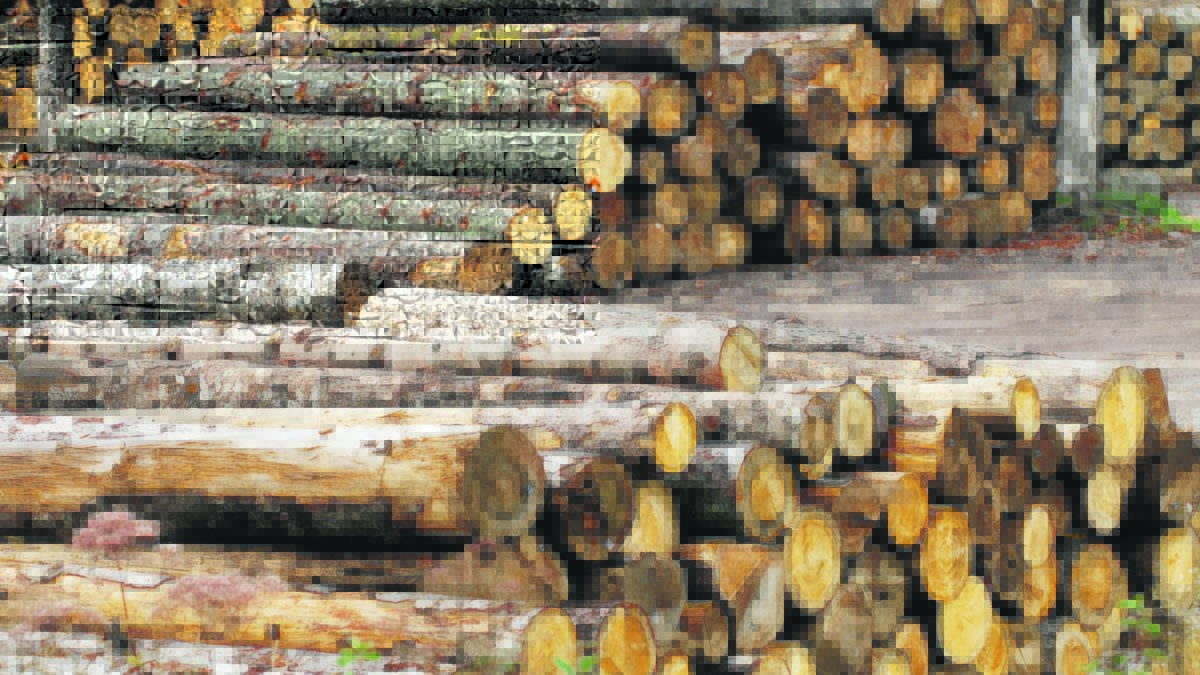 “Šume” izgubile milione maraka, prijeti se smjenama i smanjenjem plata