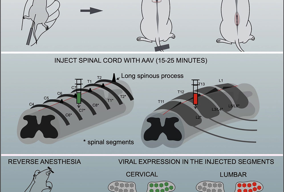 Korak dalje: Naučnici paralizovanim miševima ubrizgali gel u kičmu – prohodali su