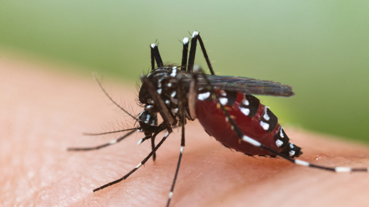 Šta to “nose sa sobom”: U Srpskoj sakupljen 21 uzorak komarca – prenosnika bolesti