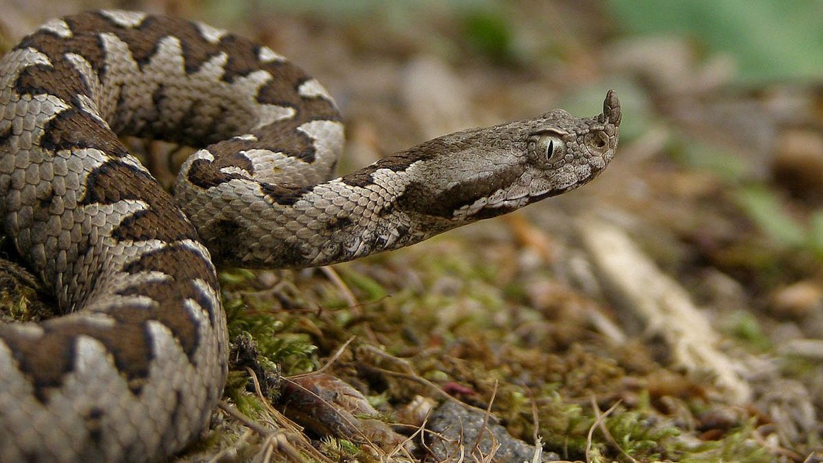 U Srpskoj registrovane tri vrste otrovnih zmija – zajedno se mogu naći samo na jednom mjestu
