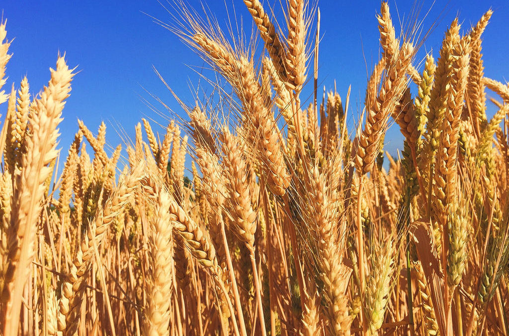 Papreno skupa pšenica digla cijene hljeba